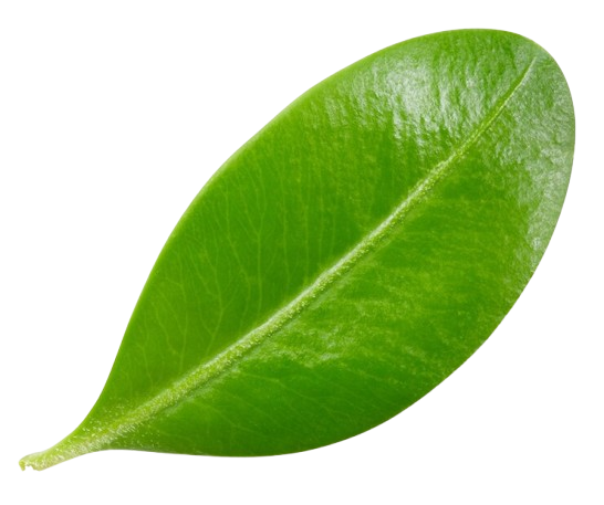 Leaf